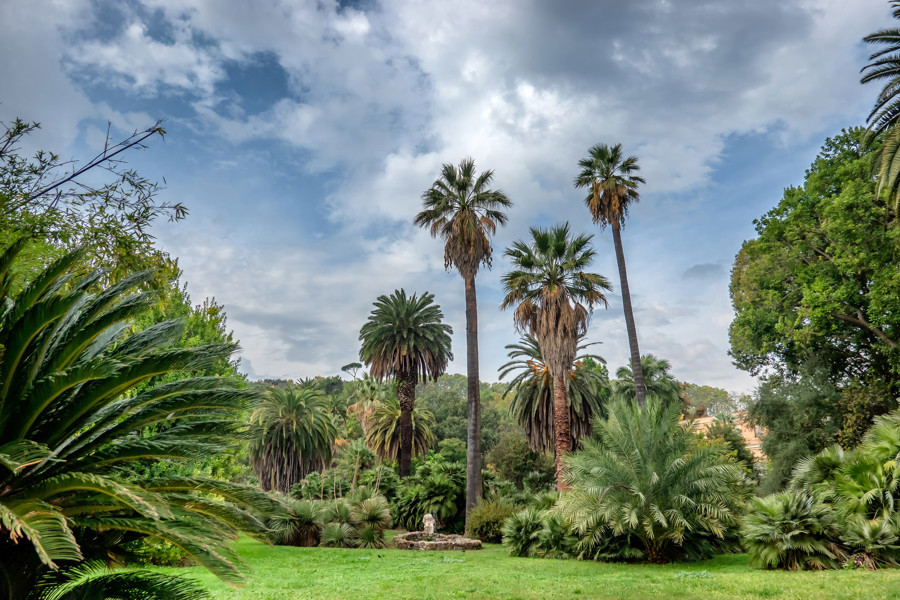 palm trees botanical gardens