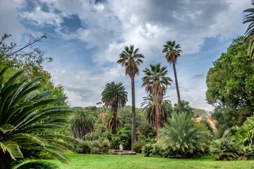 jardines botánicos de palmeras
