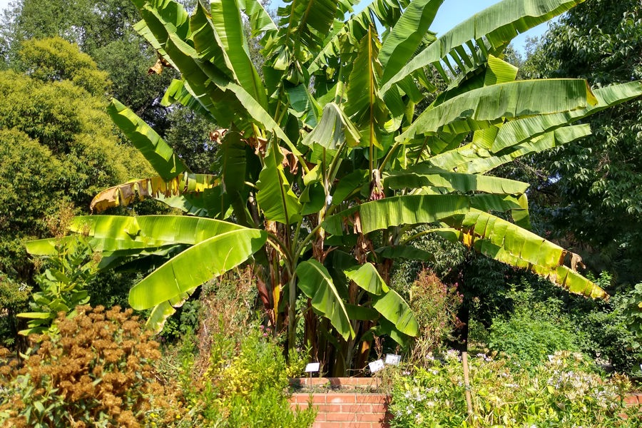 botanic garden rome 2