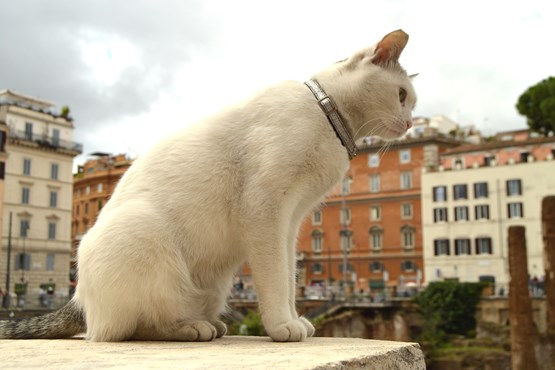 largo di torre argentina gato